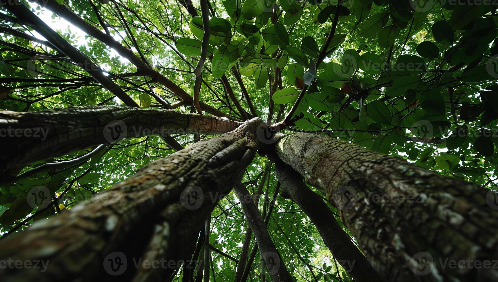 Lush forest canopy. Looking up at interwoven tree trunks and dense foliage photo