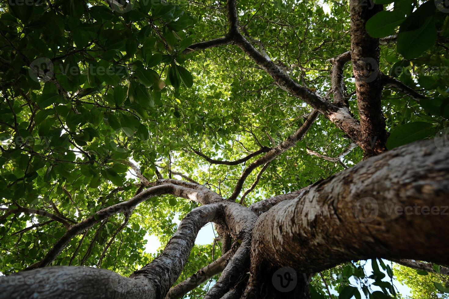 Lush canopy of a towering tree photo