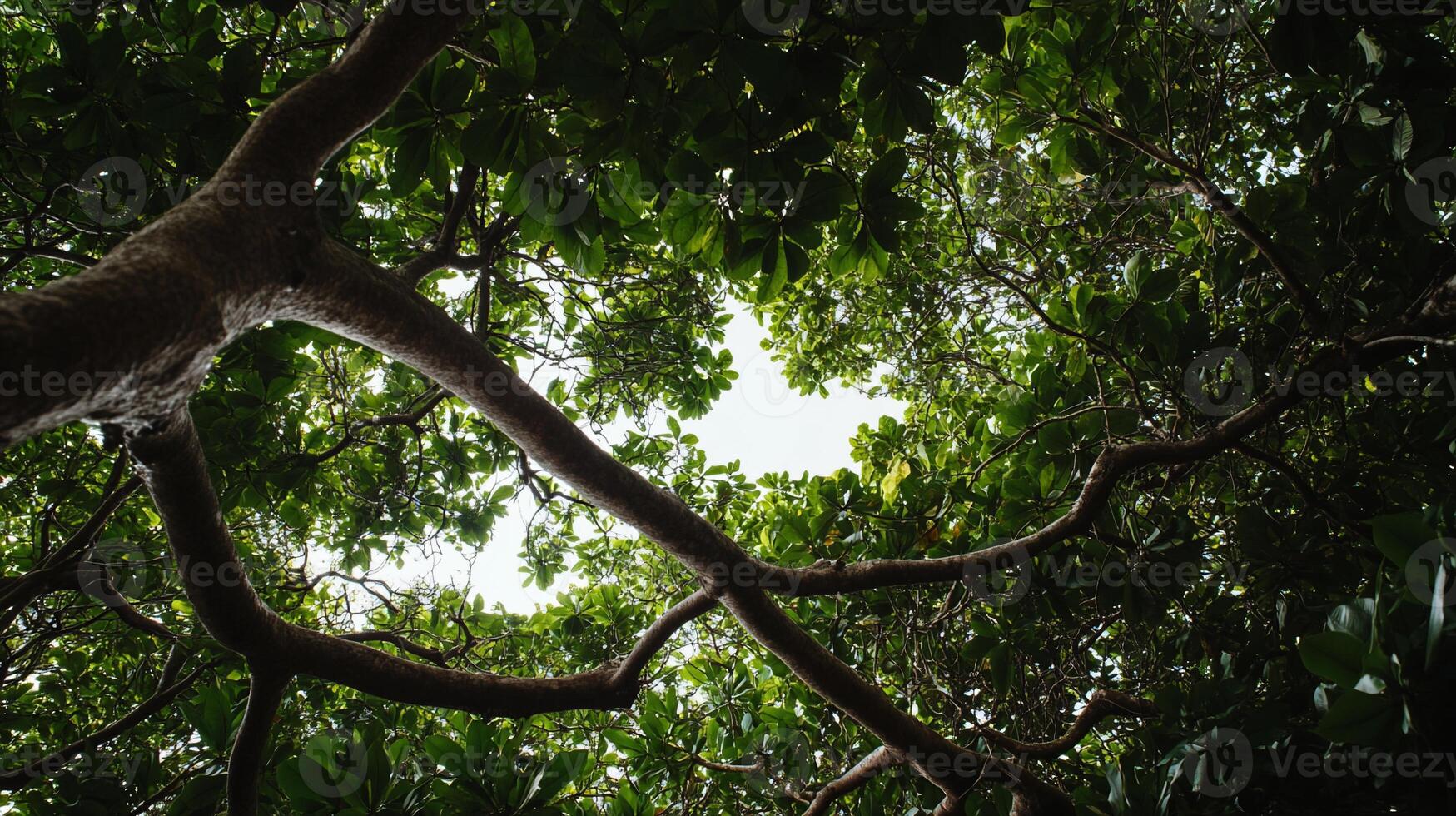 A view of a tree with a sky view photo