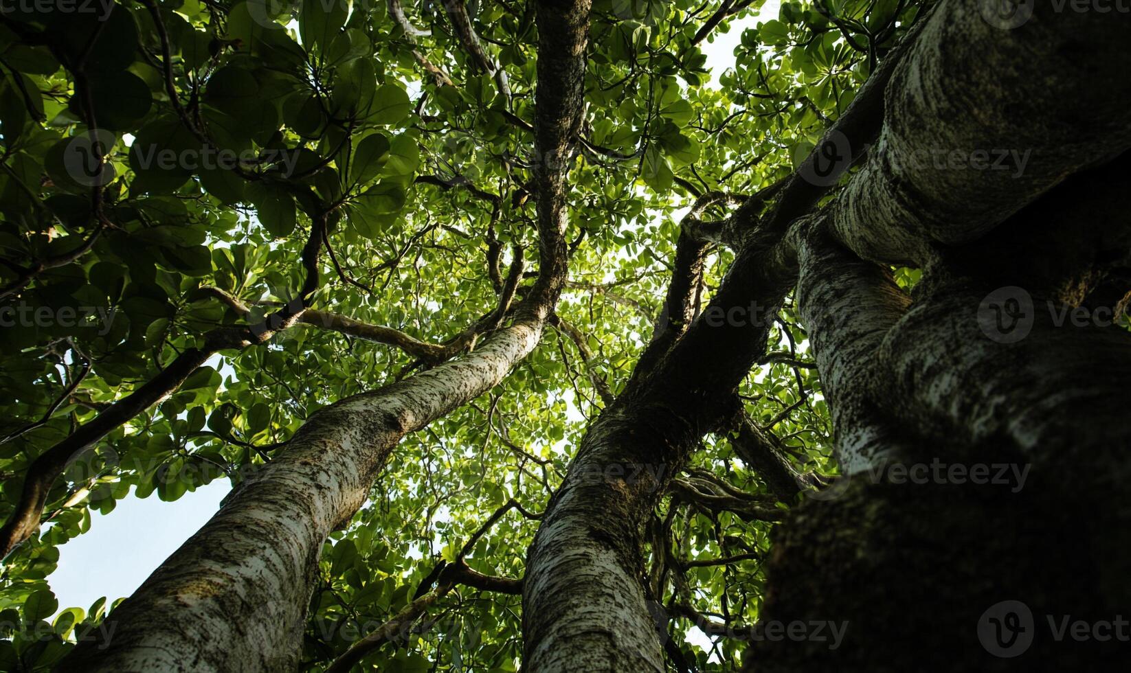 Lush forest canopy. Looking up at towering trees photo