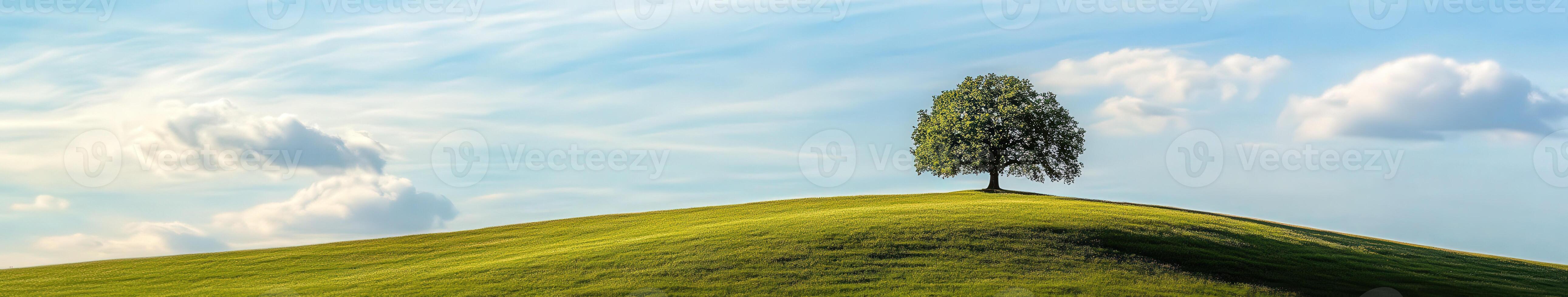 Lone tree on green hill photo