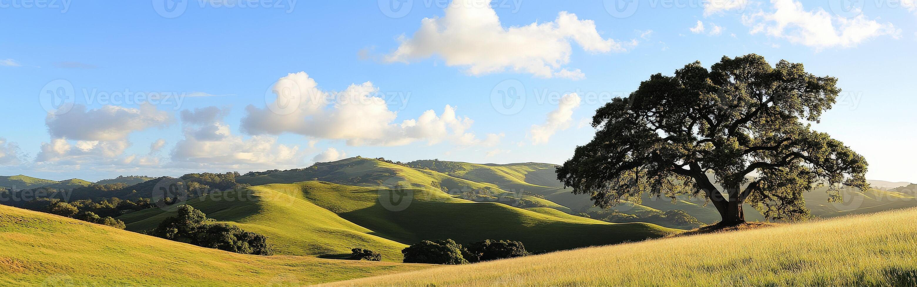 A tree on a hill photo