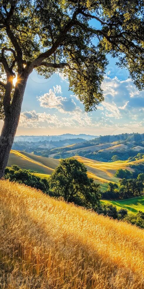 Golden hills under a blue sky photo