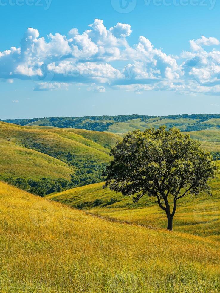 Vibrant landscape with a lone tree photo