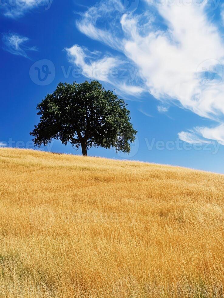 Beautiful tree on golden hillside photo