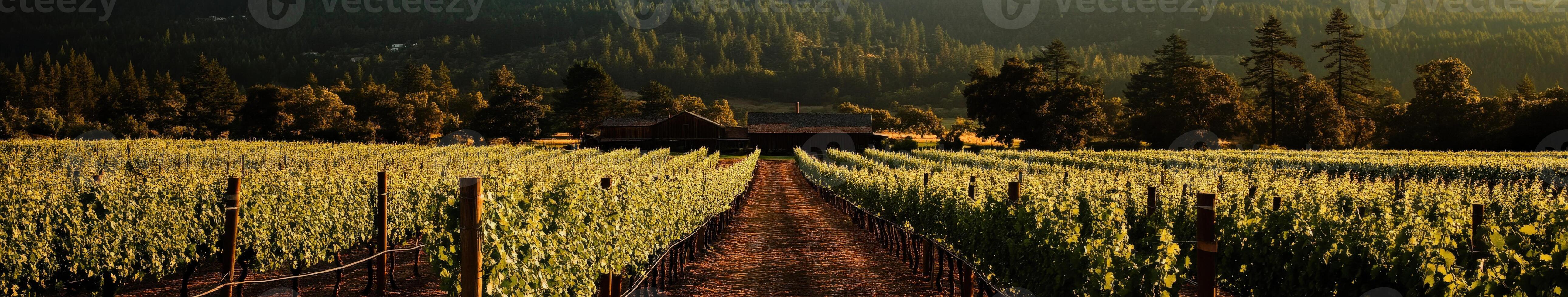 A vineyard field with a house in the middle photo