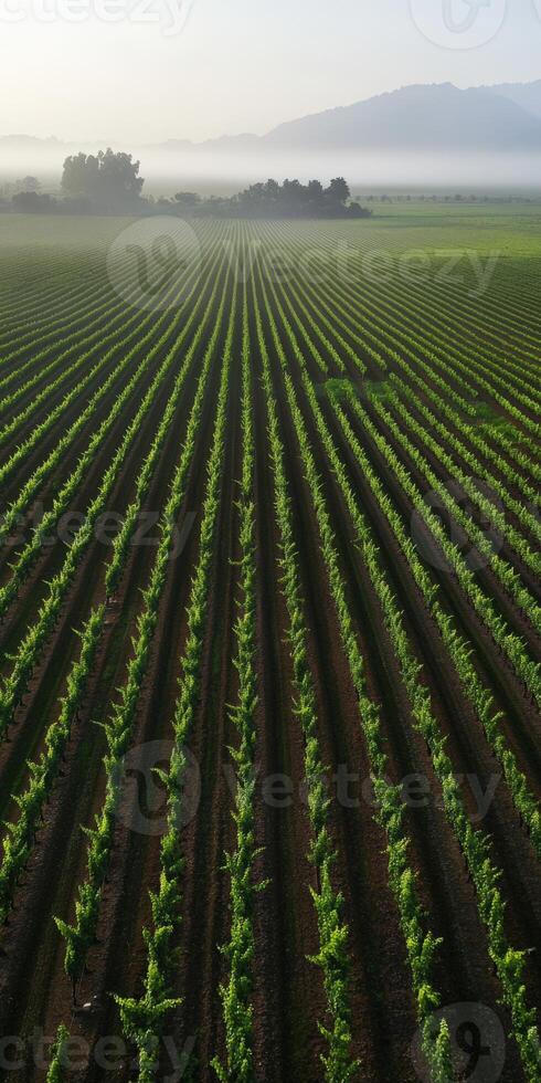 Vines thriving in vineyard photo