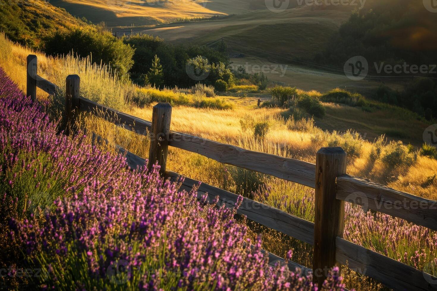 A fence and lavender fields in the sun photo