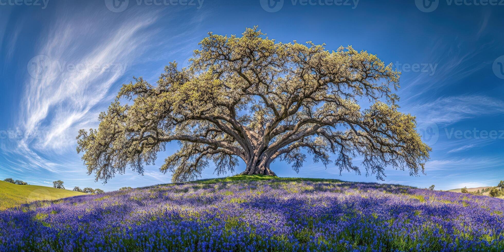 Majestic oak tree with blue flowers photo