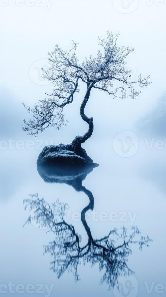 Lonely tree reflects in calm water at dawn photo