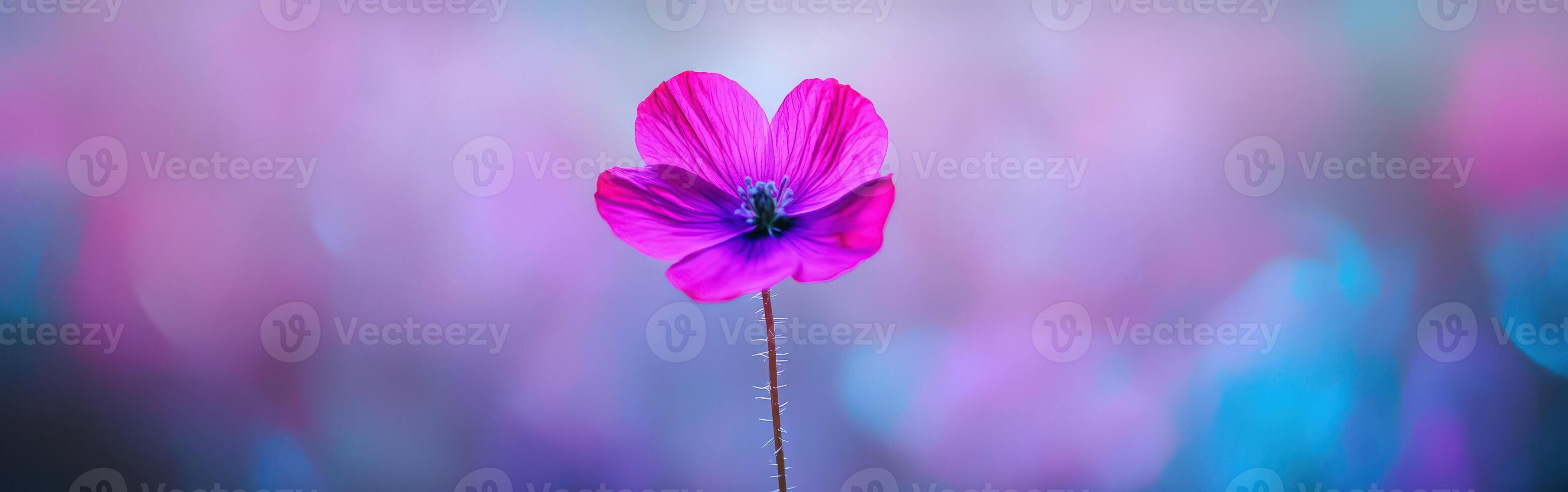 Colorful wildflower in soft backdrop photo
