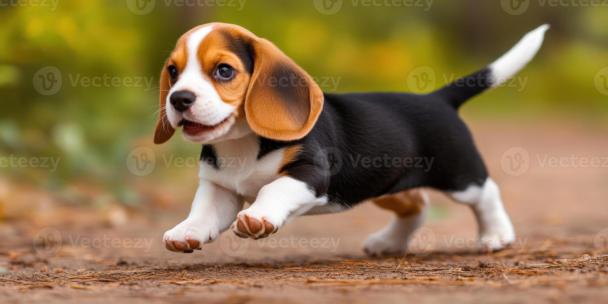 Beagle puppy joyfully exploring a sunny path photo