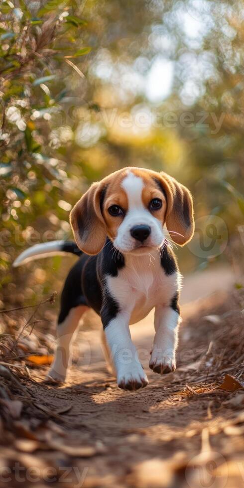 Beagle puppy exploring a sunny path in nature photo