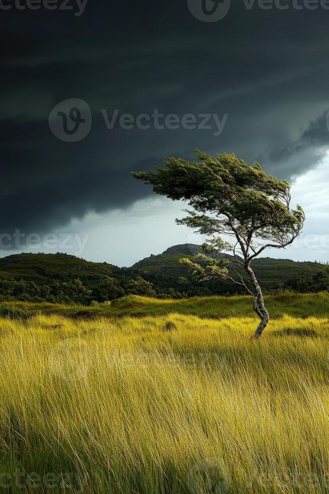 Lonely tree stands in a stormy field photo
