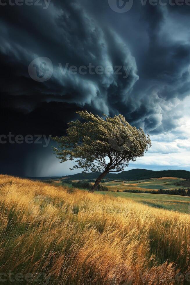 A lone tree stands in a field with a storm in the background photo
