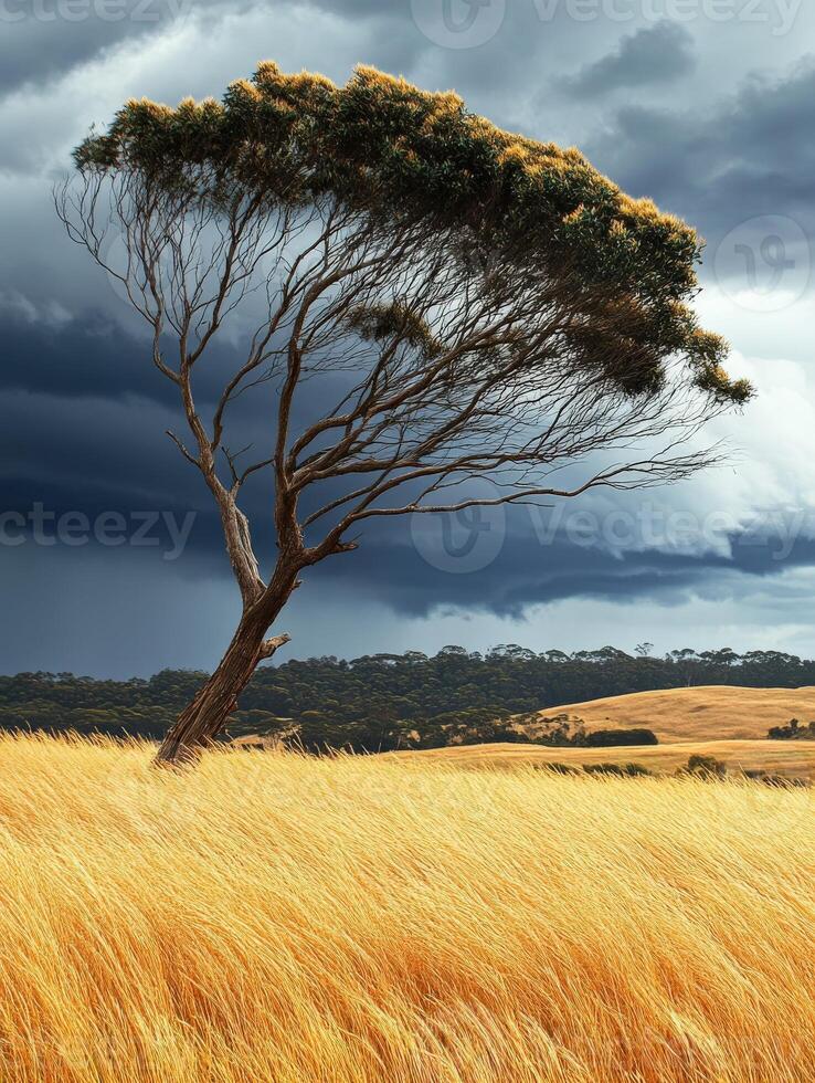 Lonely tree stands in golden grassland photo