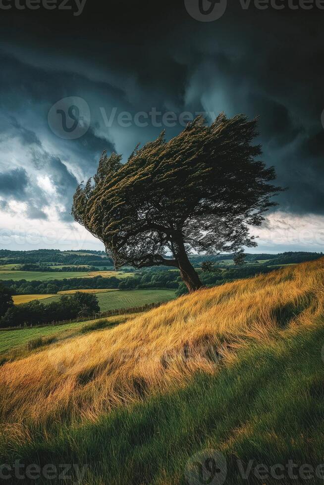 Bent tree in a windy landscape photo