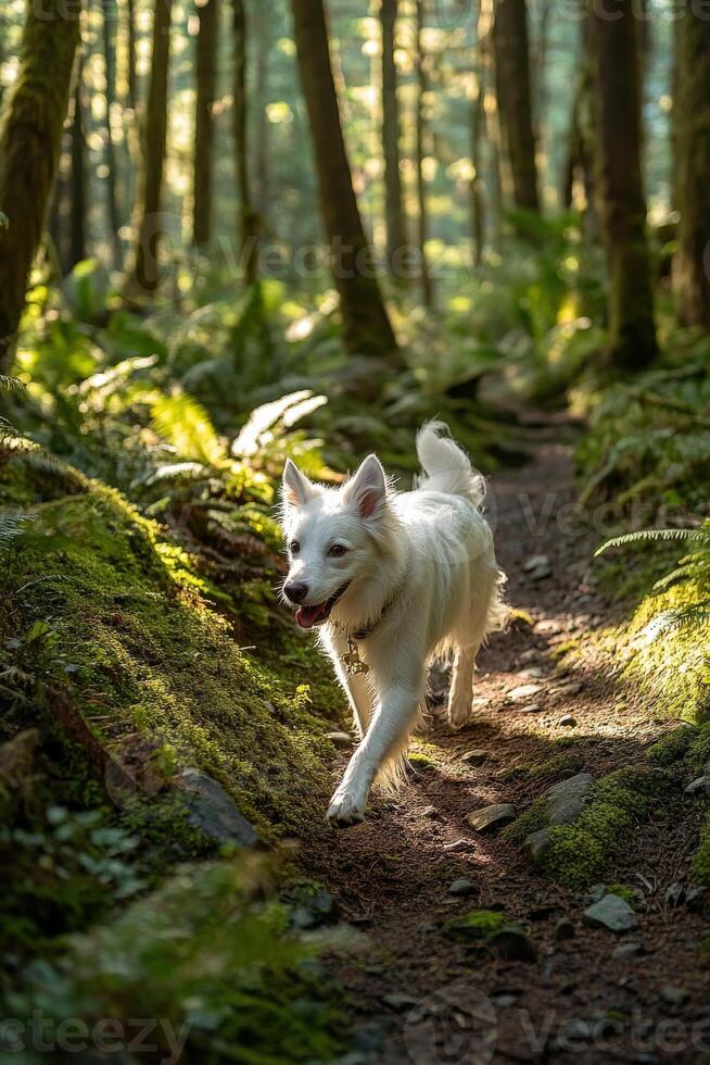White dog running through a lush forest trail photo