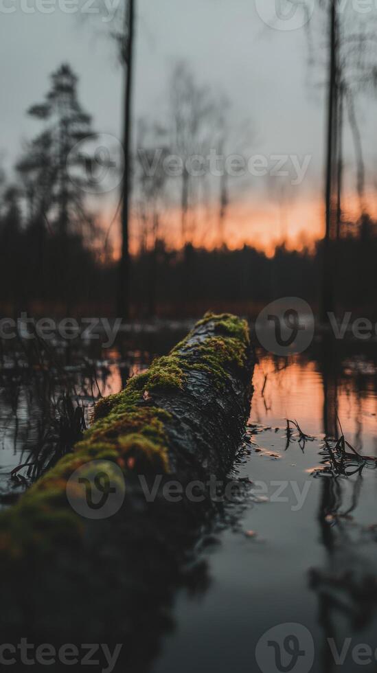 A log in the middle of a swamp at sunset photo