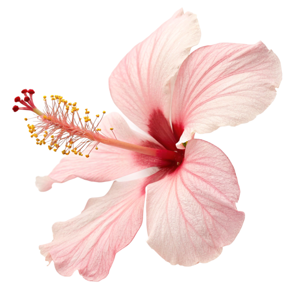 Delicate Pink Hibiscus Flower Botanical Illustration png