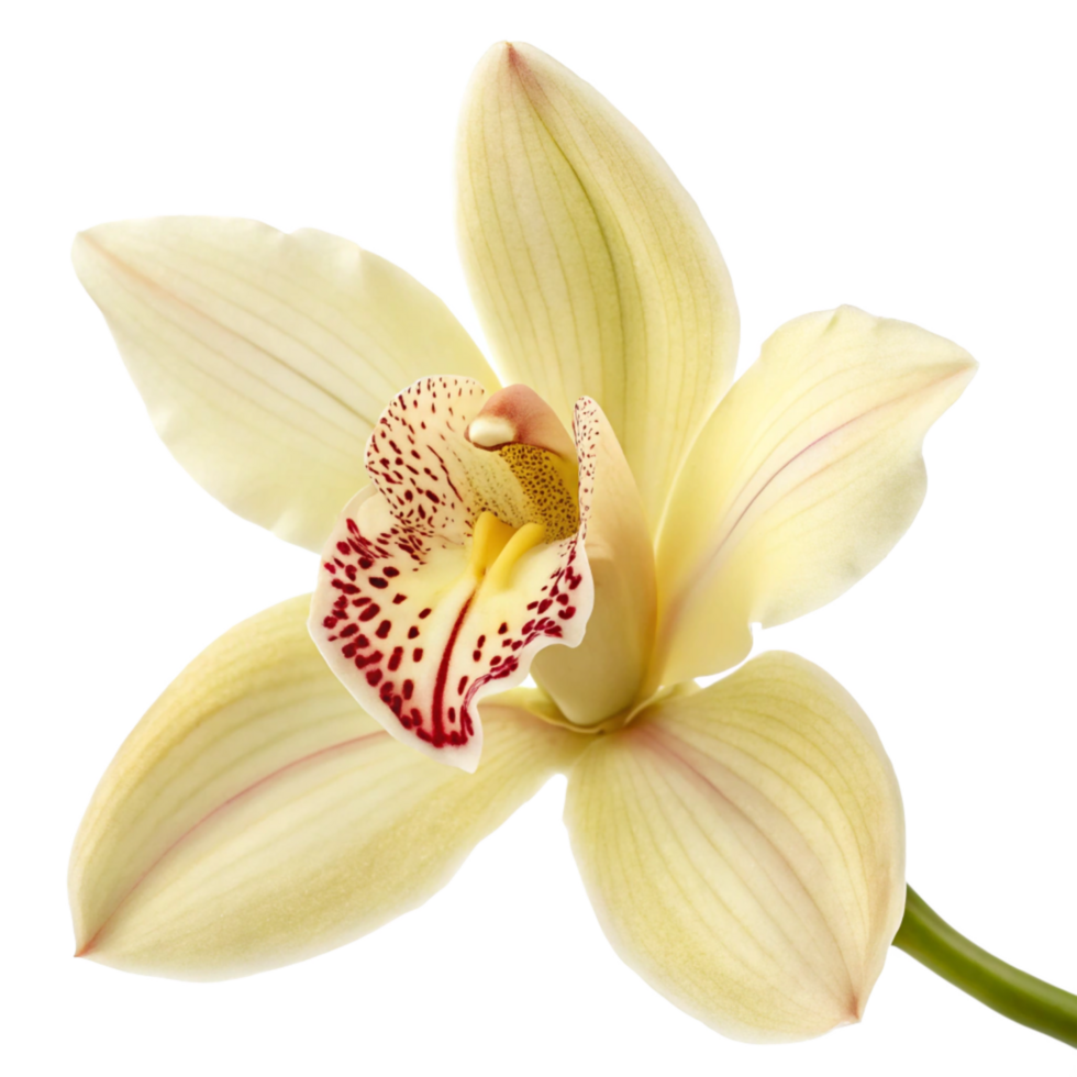 Elegant Cream Orchid Flower Closeup with Maroon Spots png