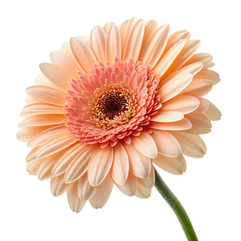 Peach Gerbera Daisy Flower png