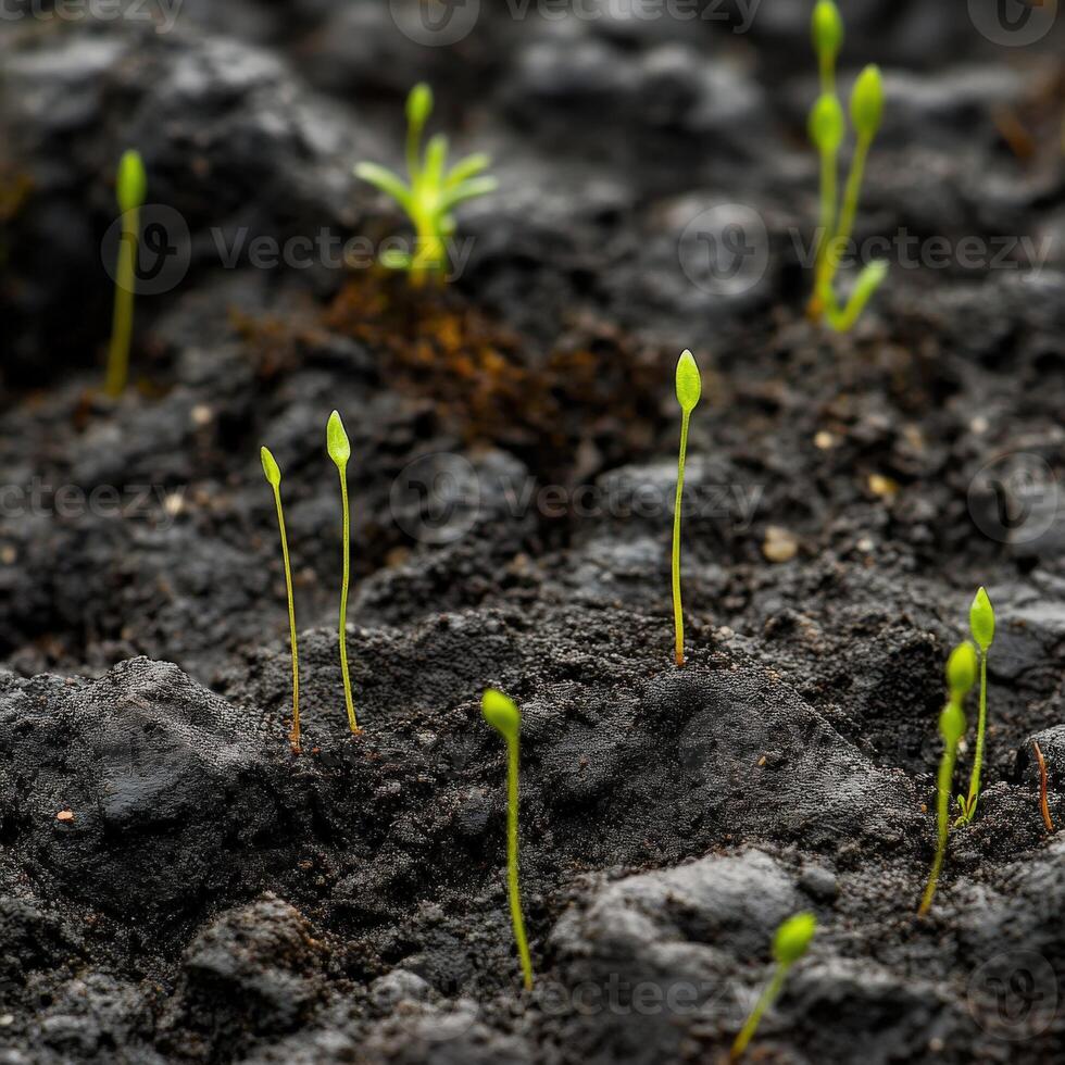 New seedlings emerge from the dark soil in spring photo