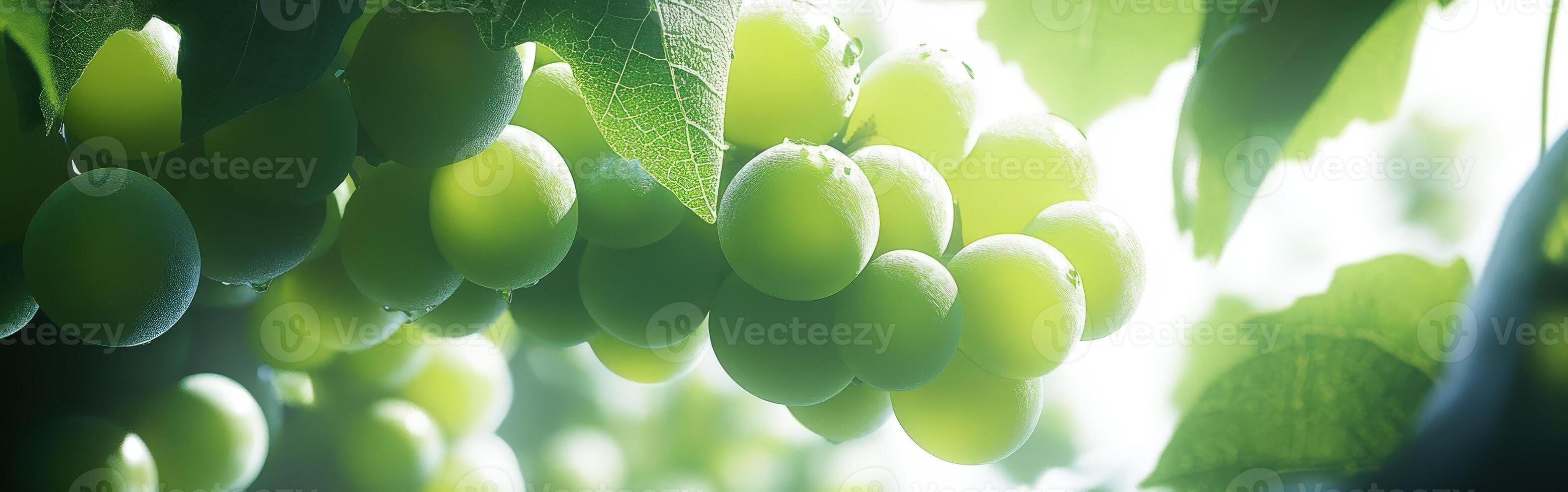 Fresh green grapes hung on a vine in sunlight photo