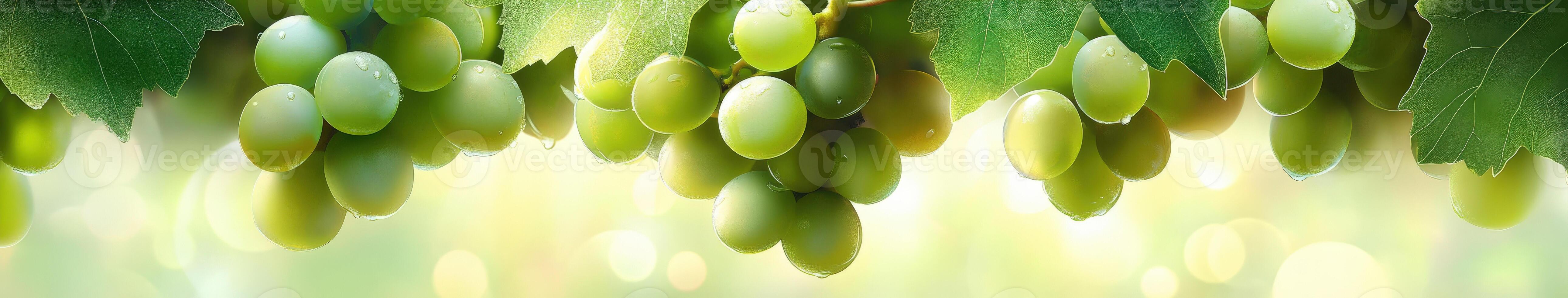 Fresh green grapes hanging from lush vines in sunlight photo