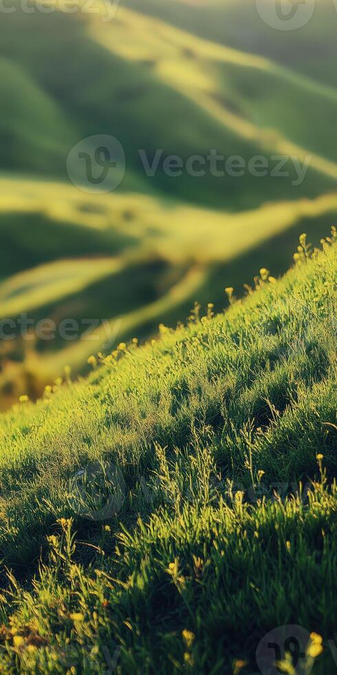Rolling hills covered in lush green grass during golden hour photo