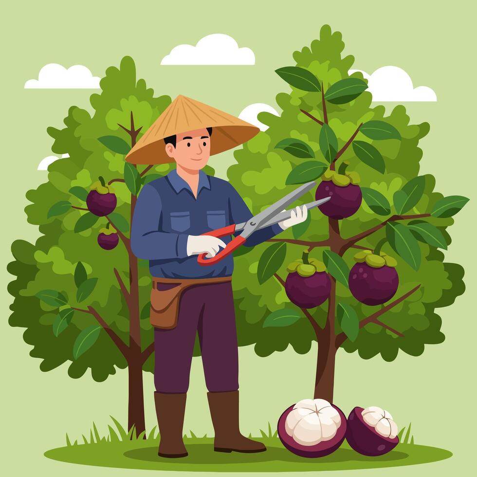 Harvesting Fruit Manually Asian Farmer Cutting Fruits From Tree vector