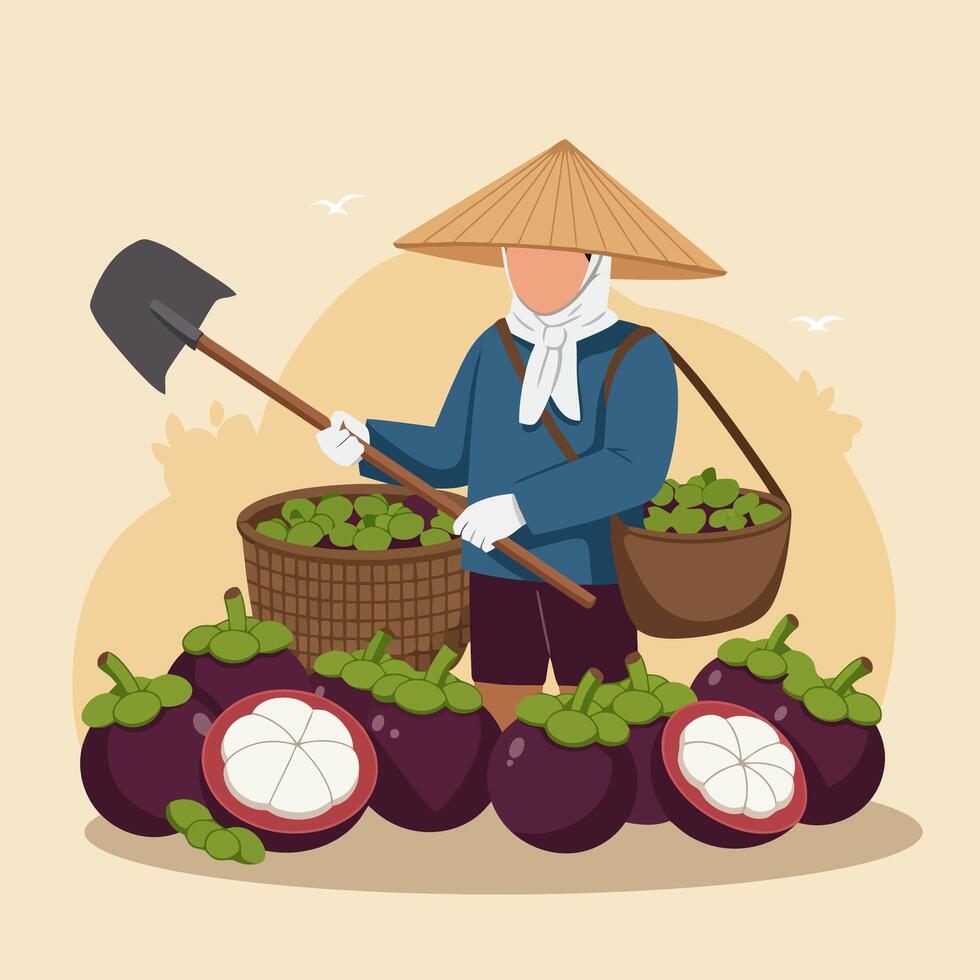 Harvesting Mangosteen Fresh Fruit From the Orchard with Shovel vector