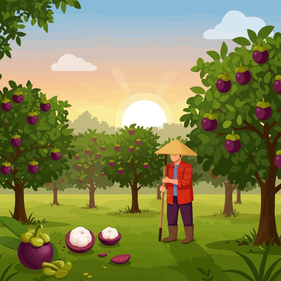 Farmer Harvests Mangosteen Fruits in Orchard at Sunrise for Market vector