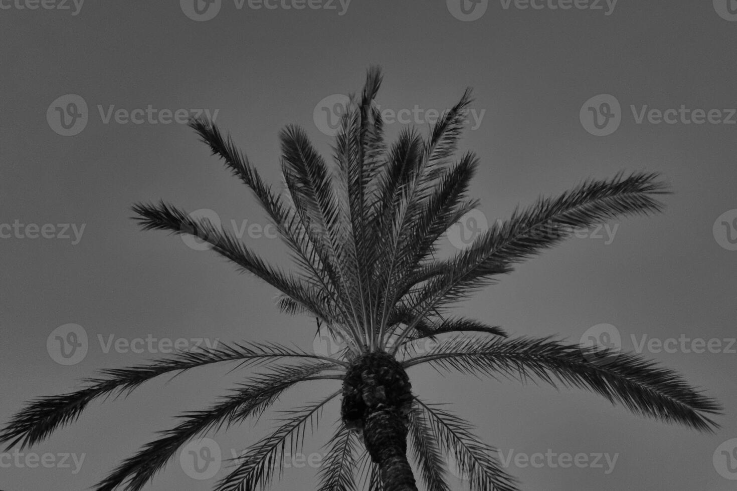 Monochrome Palm Tree Silhouette Against Dusk Sky for Nature and Design Projects photo