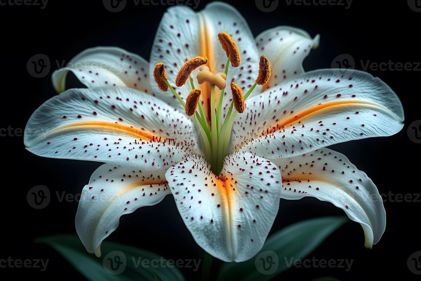 Stunning White Lily Close-Up with Orange Stamen on Black Background for Floral Art Prints photo