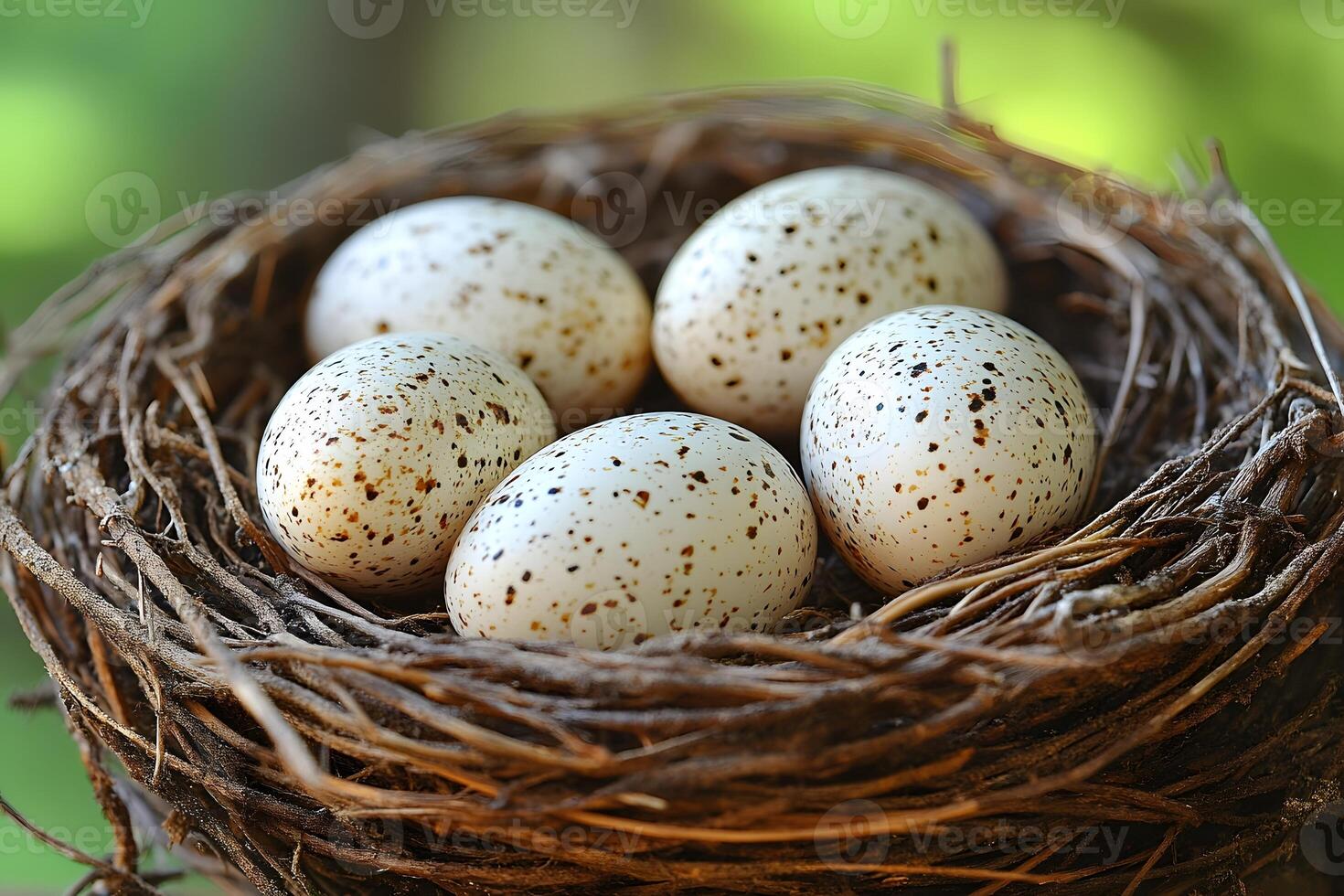 Natural Bird's Nest with Speckled Eggs in a Serene Outdoor Setting photo
