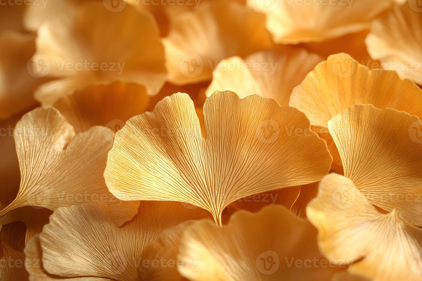 Golden Ginkgo Leaves in Sunlight - Nature Background for Autumn Seasonal Design photo