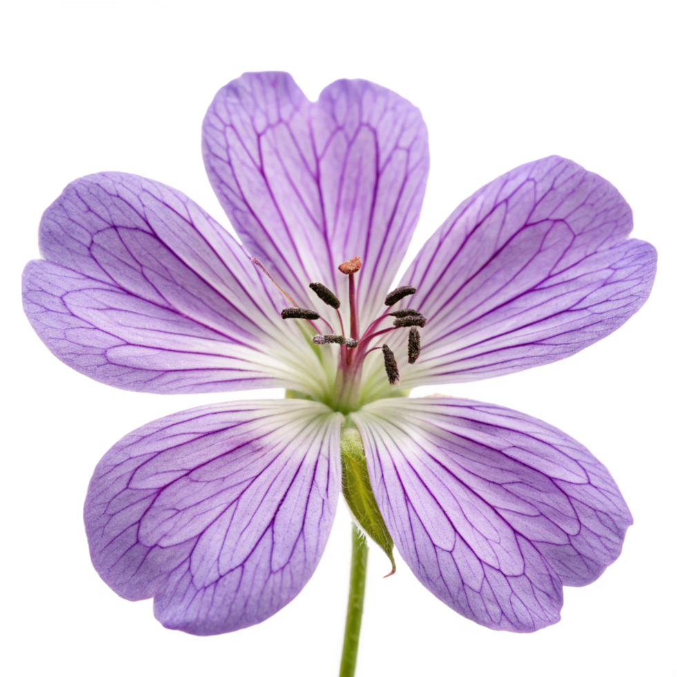 Stunning Lilac Geranium Flower Close-up, Nature Photography, Botanical Detail png