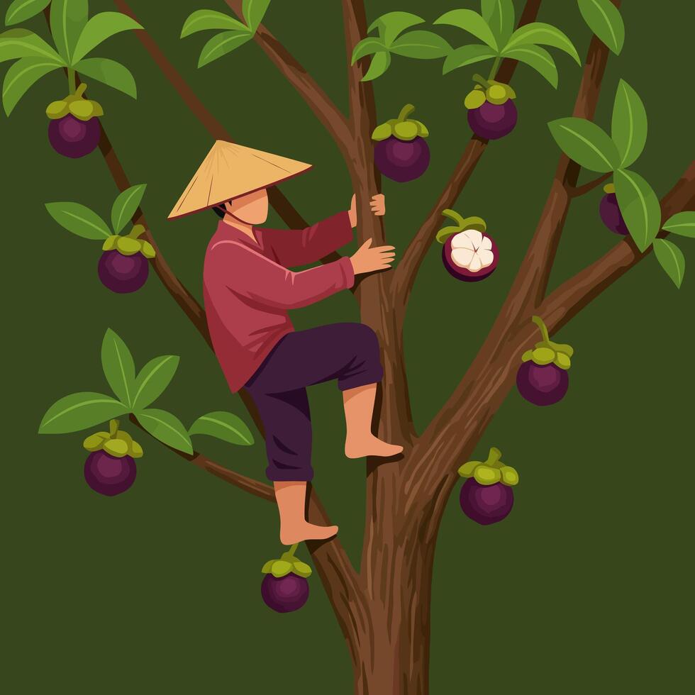 Person Harvesting Purple Mangosteen Fruit From Tree in Tropical Setting vector