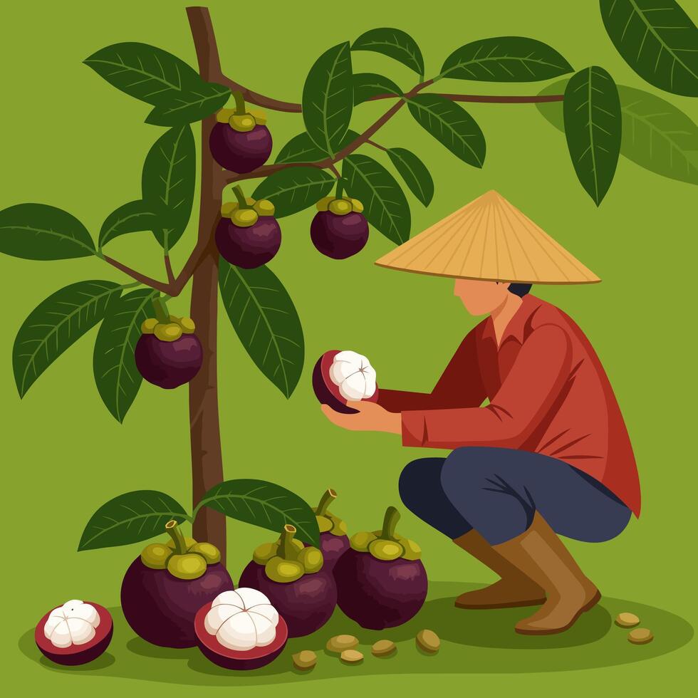 Harvesting Fresh Mangosteen Fruit From Tree by Local Grower vector