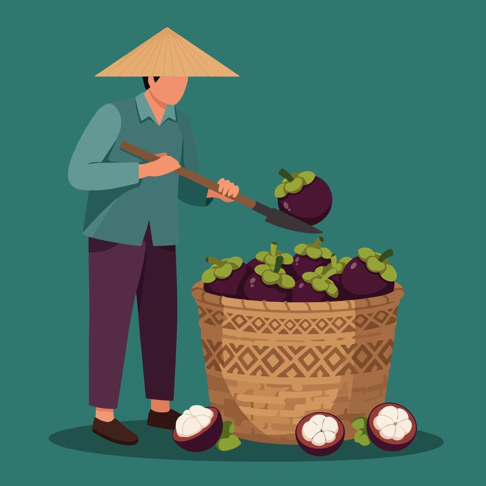 Harvesting Ripe Mangosteen with Scoop Into Basket Asian Farmer Illustration vector