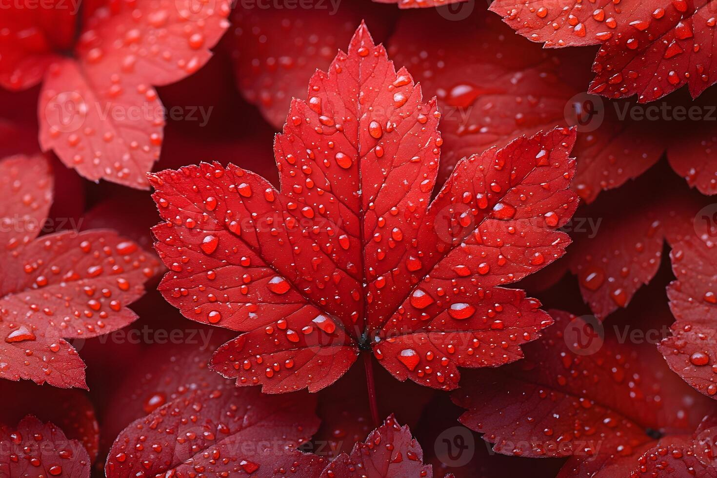 Vibrant Red Autumn Leaves with Dewdrops - Nature's Seasonal Beauty for Print or Poster Design photo