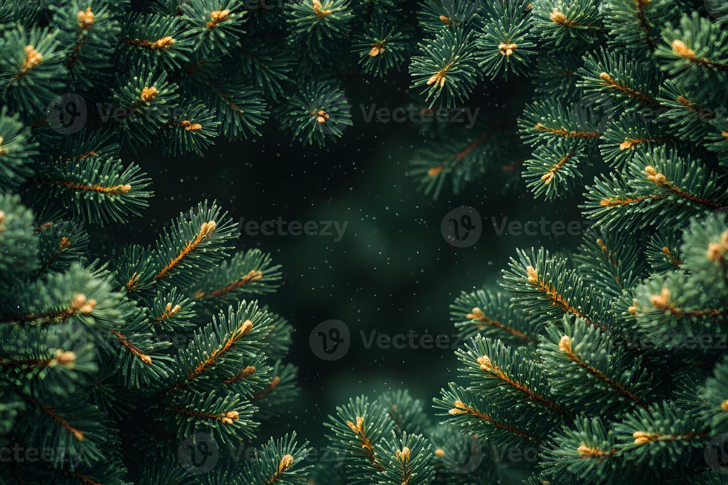 Evergreen Pine Branches Forming a Natural Frame with Snowflakes Perfect for Holiday Design photo