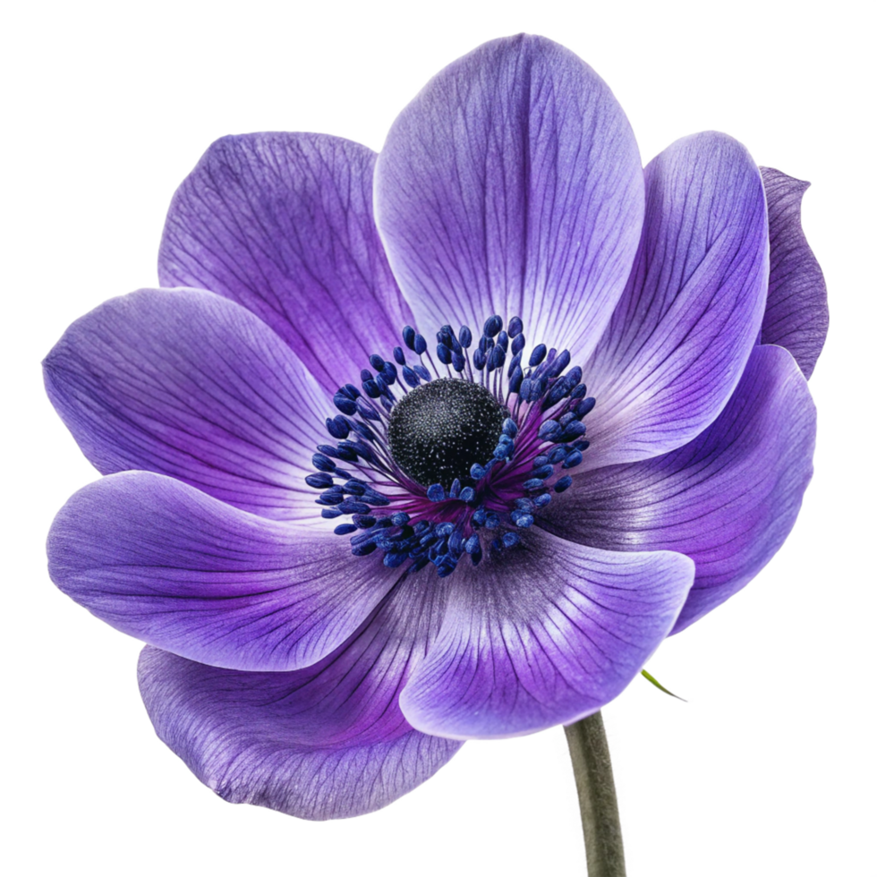 Stunning Purple Anemone Flower Close-up Botanical Macro Photography png