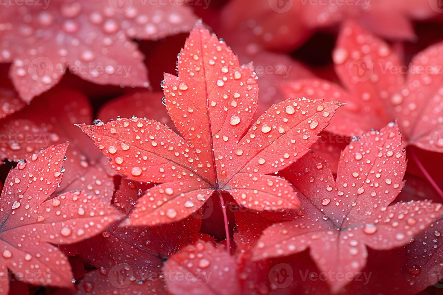 Vibrant Red Maple Leaves with Dew Drops Nature's Autumn Beauty photo