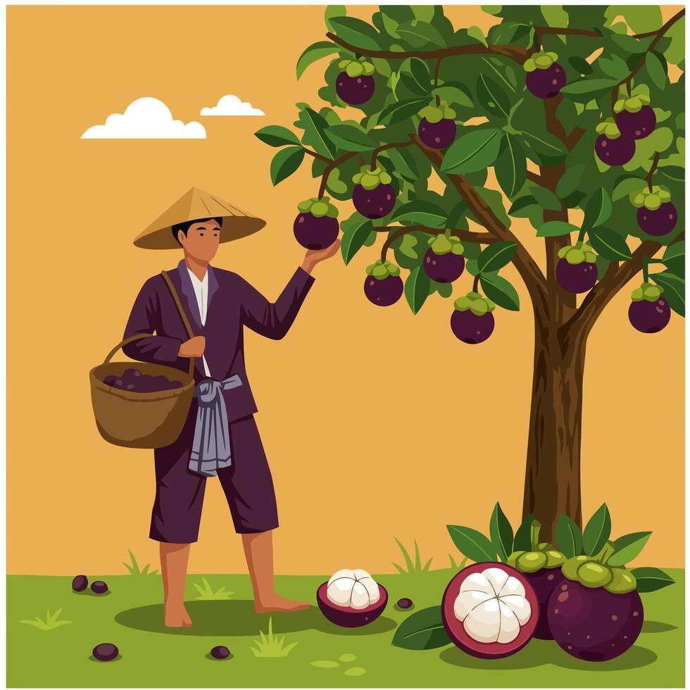 Person Harvesting Mangosteen From Tree with Basket in Orchard vector