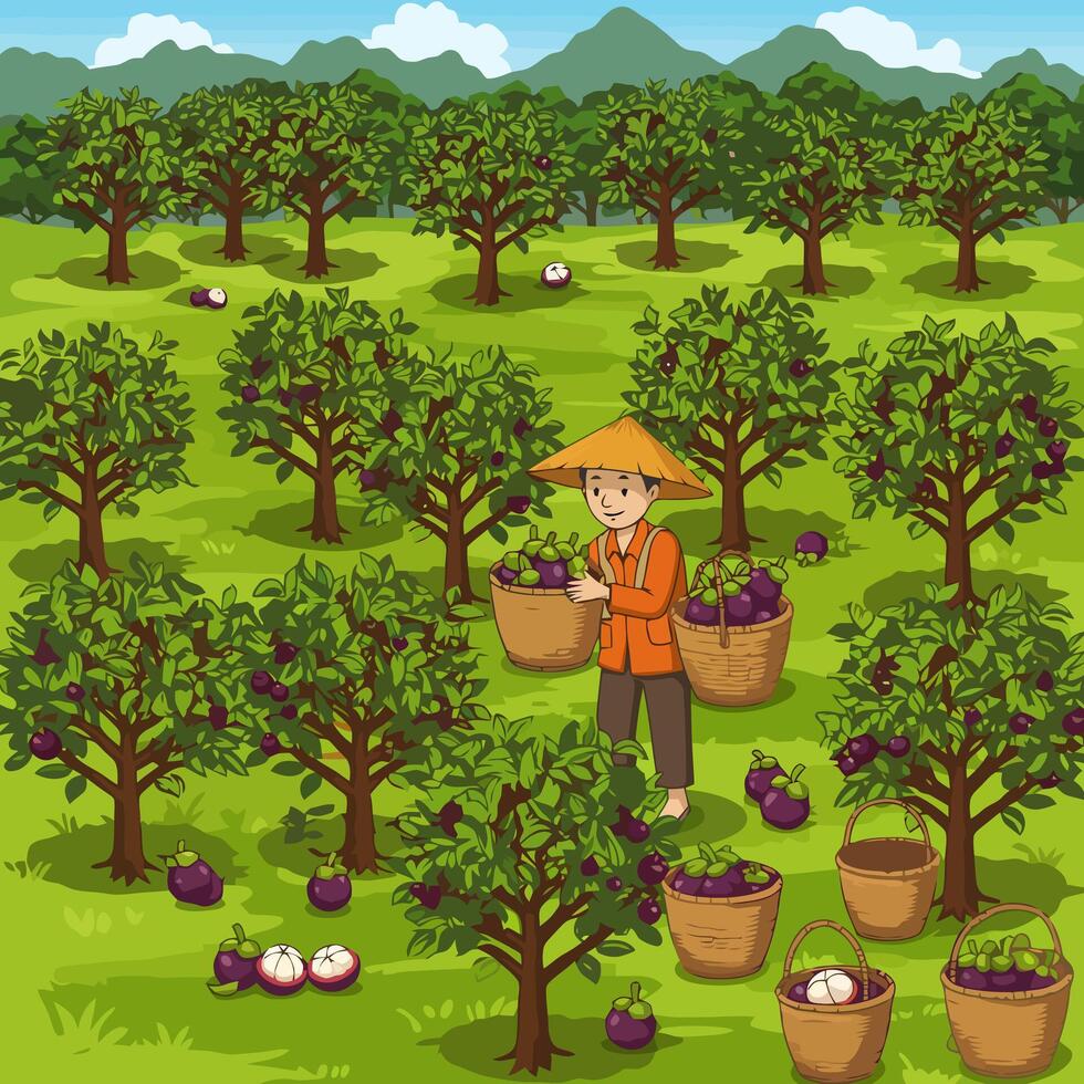 Farmer Harvesting Mangosteen Fruit in Orchard with Woven Baskets Illustration vector