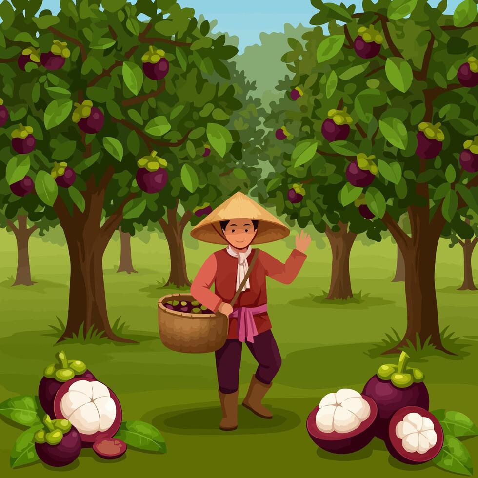 Harvesting Mangosteen Farmer with Basket in Tropical Fruit Orchard vector