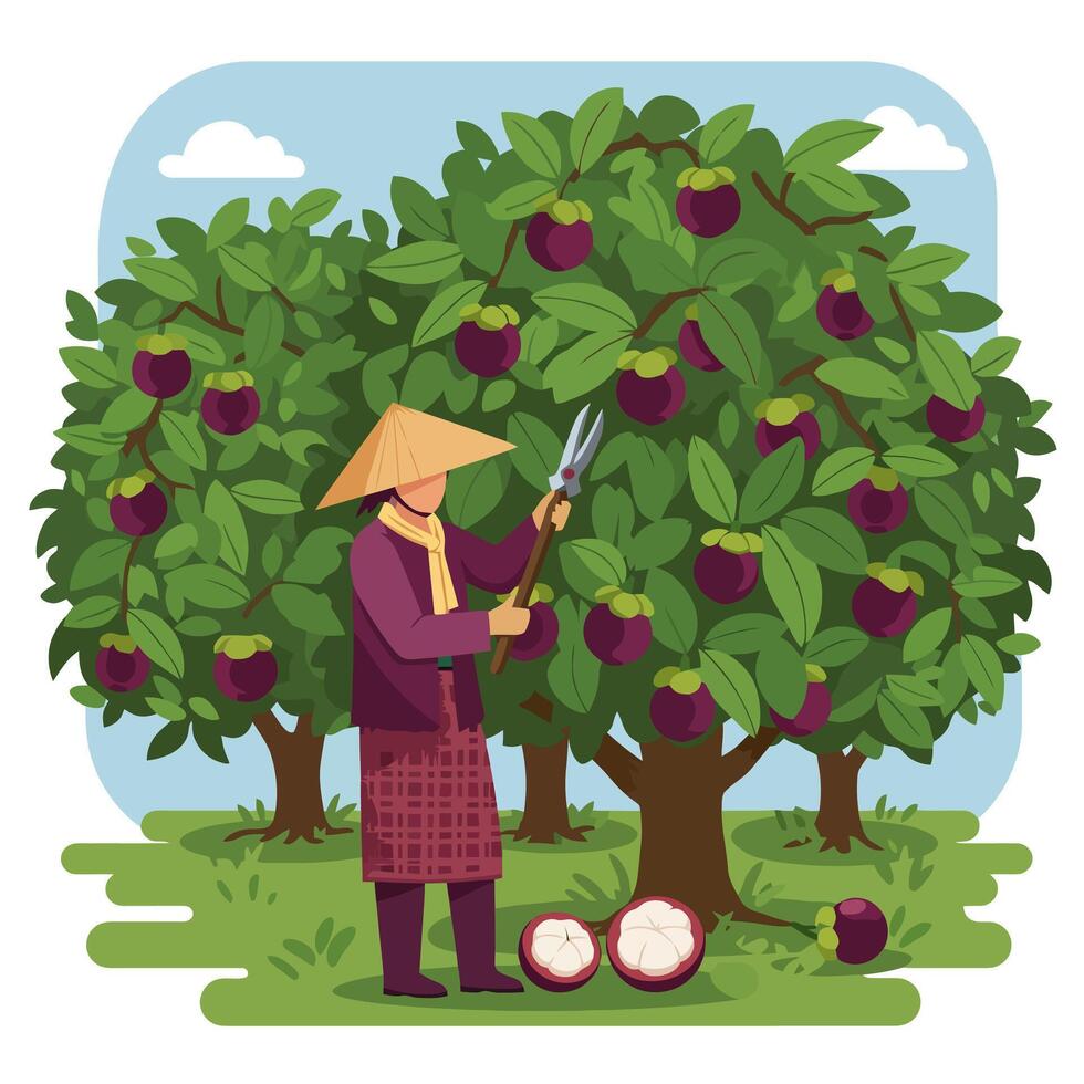 Harvesting Purple Mangosteen Fruit with Pruning Shears in Orchard vector