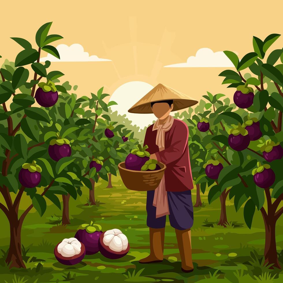 Harvesting Mangosteen Fruit in Orchard at Sunrise with Conical Hat vector
